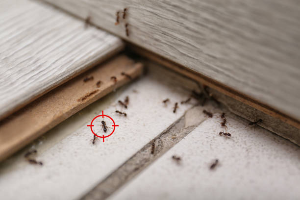 Best Termite Control Services  in Port Jefferson, NY