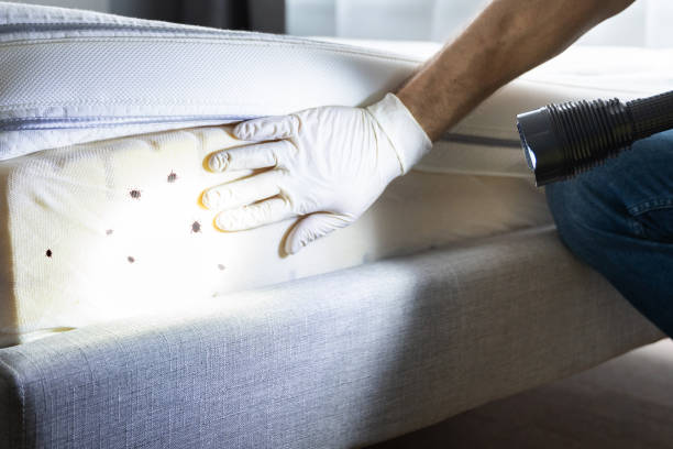 Best Pest Prevention Services  in Port Jefferson, NY