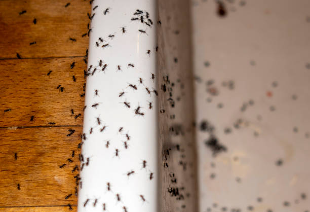 Best Local Pest Control Services  in Port Jefferson, NY